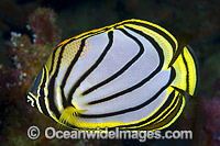 Meyer's Butterflyfish Christmas Island Photo - Gary Bell