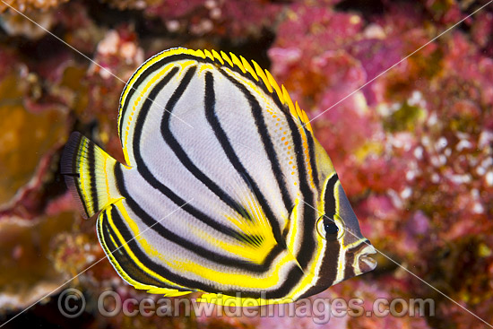Meyer's Butterflyfish Chaetodon meyeri photo Meyer's Butterflyfish Chaetodon meyeri photo