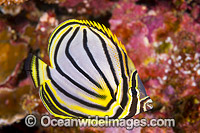 Meyer's Butterflyfish Chaetodon meyeri Photo - Gary Bell