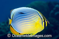 Redfin Butterflyfish Christmas Island Photo - Gary Bell