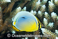 Redfin Butterflyfish Christmas Island Photo - Gary Bell