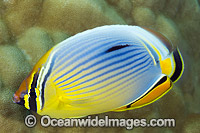 Redfin Butterflyfish Christmas Island Photo - Gary Bell