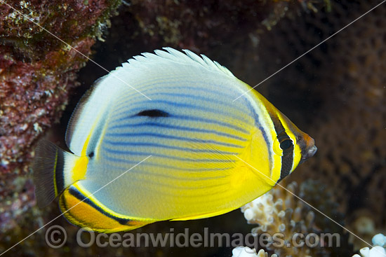 Redfin Butterflyfish Chaetodon trifasciatus photo Redfin Butterflyfish Chaetodon trifasciatus photo