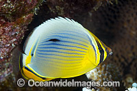 Redfin Butterflyfish Chaetodon trifasciatus Photo - Gary Bell