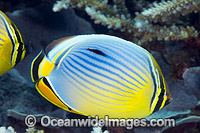 Redfin Butterflyfish Chaetodon trifasciatus Photo - Gary Bell