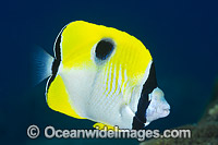 Teardrop Butterflyfish Christmas Island Photo - Gary Bell