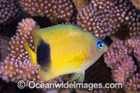 Johnston Damselfish Christmas Island Photo - Gary Bell
