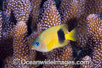Damselfish Christmas Island Photo - Gary Bell