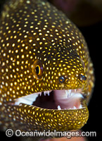 White-mouth Moray Christmas Island Photo - Gary Bell