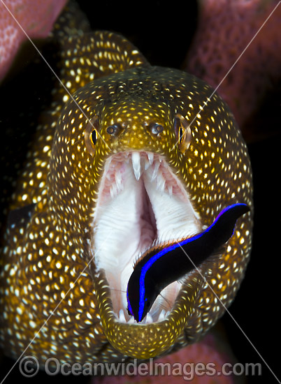 Moray cleaned by Wrasse Christmas Island photo Moray cleaned by Wrasse Christmas Island photo