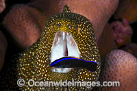 White-mouth Moray Christmas Island Photo - Gary Bell