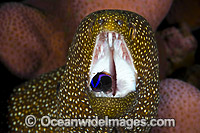Moray cleaned by Wrasse Christmas Island Photo - Gary Bell