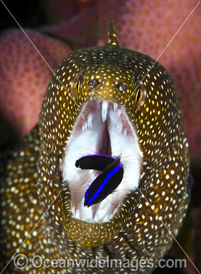 White-mouth Moray Christmas Island photo
