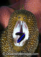 White-mouth Moray Christmas Island Photo - Gary Bell