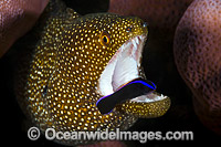 Moray cleaned by Wrasse Christmas Island Photo - Gary Bell