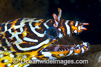 Dragon Moray Christmas Island Photo - Gary Bell