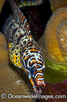 Dragon Moray Enchelycore pardalis Photo - Gary Bell