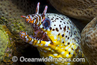 Dragon Moray Christmas Island Photo - Gary Bell
