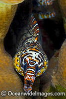 Dragon Moray Enchelycore pardalis Photo - Gary Bell