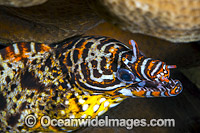 Dragon Moray Christmas Island Photo - Gary Bell
