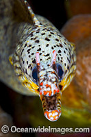 Dragon Moray Enchelycore pardalis Photo - Gary Bell