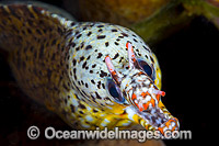 Dragon Moray Enchelycore pardalis Photo - Gary Bell