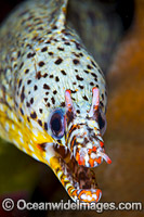 Dragon Moray Christmas Island Photo - Gary Bell