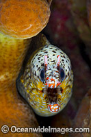Dragon Moray Christmas Island Photo - Gary Bell