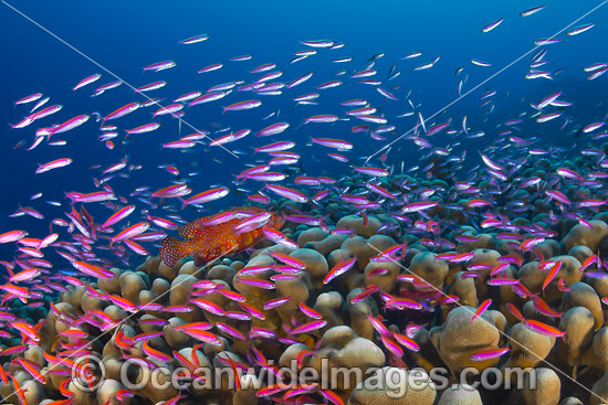 Basslets Christmas Island photo Basslets Christmas Island photo