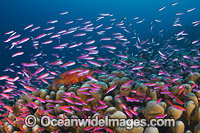 Basslets Christmas Island Photo - Gary Bell