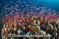 Whitleys Basslets Christmas Island Photo - Gary Bell