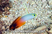 Red Fire Goby Christmas Island Photo - Gary Bell