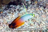 Red Fire Goby Christmas Island Photo - Gary Bell