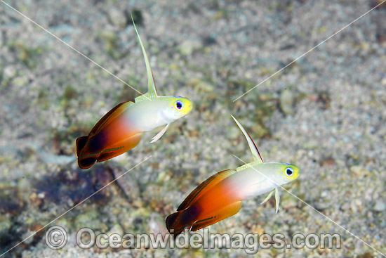 Red Fire Goby Christmas Island photo Red Fire Goby Christmas Island photo