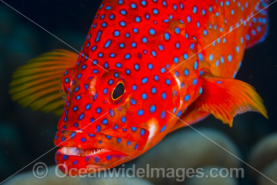 Coral Grouper Cephalopholis miniata photo