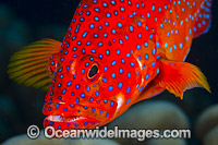 Coral Grouper Cephalopholis miniata Photo - Gary Bell