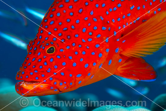 Coral Grouper Christmas Island photo