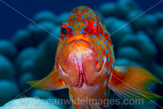 Coral Grouper Cephalopholis miniata photo