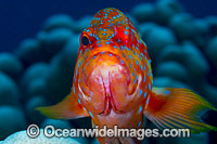 Coral Grouper Cephalopholis miniata Photo - Gary Bell