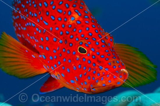 Coral Grouper Christmas Island photo