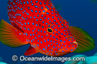 Coral Grouper Christmas Island Photo - Gary Bell