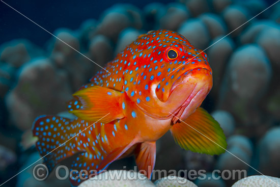 Coral Grouper Christmas Island photo