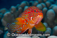 Coral Grouper Christmas Island Photo - Gary Bell