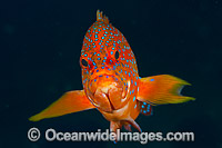 Coral Grouper Christmas Island Photo - Gary Bell
