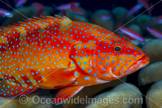 Coral Grouper Cephalopholis miniata photo