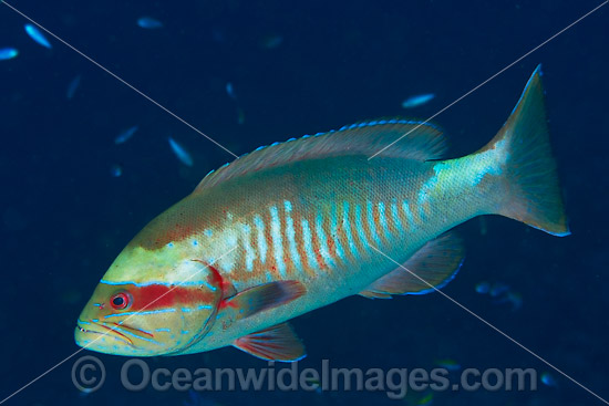 White-square Cod Christmas Island photo