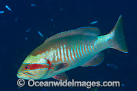 White-square Cod Christmas Island Photo - Gary Bell