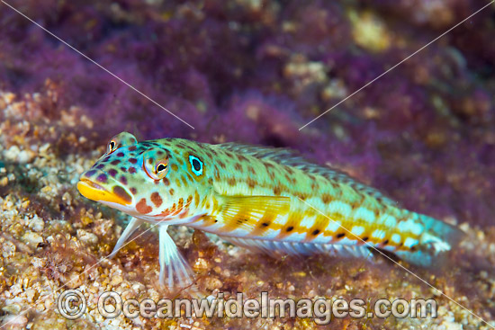 Spothead Grubfish Christmas Island photo Spothead Grubfish Christmas Island photo