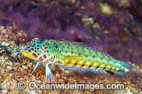 Spothead Grubfish Christmas Island Photo - Gary Bell