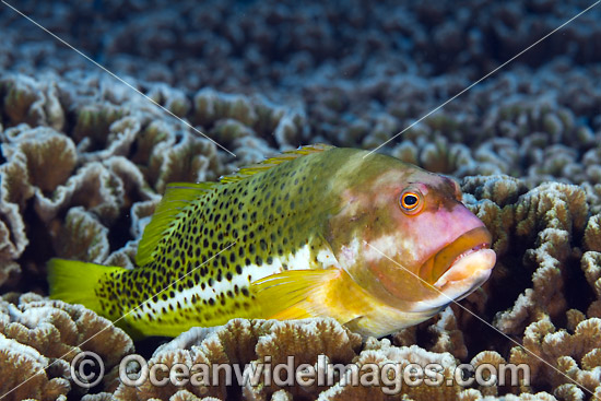 Ornate Hawkfish Paracirrhites hemistictus photo